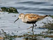 Adult in breeding plumage, Latvia