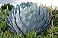 Agave parryi