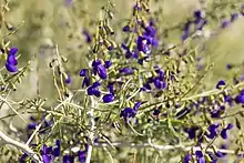 California Dalea, an indicator species of the Mojave Desert