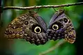 A pair at La Paz Waterfall Gardens, Costa Rica