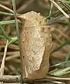 Pupa, lateral view