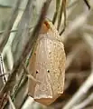 Pupa, ventral view