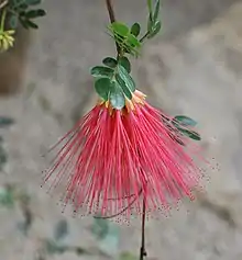 Calliandra purpurea