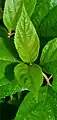 Young leaves of Callicarpa lamii in limestone secondary forest, Talofofo, Guam.