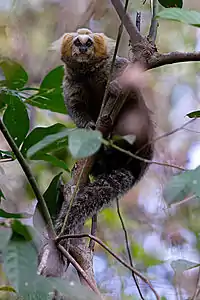 Buffy-headed marmoset