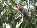 Male in the Blue Mountains