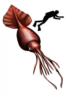 Colossal squid, the largest of all invertebrates