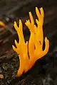 Calocera viscosa(Dacrymycetes)