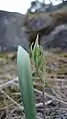 Calochortus lyallii pre-flowering