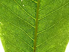 Secretory cavities in leaf