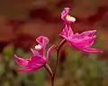 Non-resupinate flowers of Calopogon tuberosus