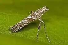 "Caloptilia cuculipennella"