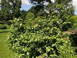 Habit in cultivation in Poland