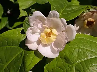 Pink-tinged flower