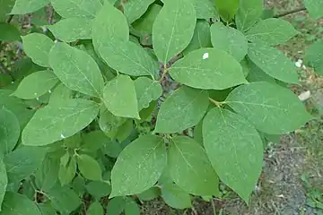 Leaves