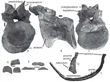 Camarillasaurus