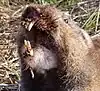 Camas pocket gopher