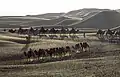 Camels in Shapotou