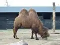 :A Bactrian camel