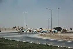 Camels crossing the road in Al-Shahaniya near the camel racetrack in the Lebsayyer locality