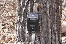 Camera on tree