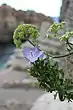 Campanula pugliese at Ciolo