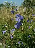 Campanula rotundifolia