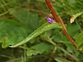 Cauline leaf with a flower in the axil