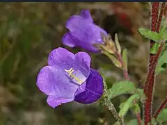 Canterbury bells - Campanula medium