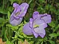 Flowers of Campanula medium