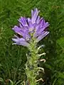 Inflorescence of Campanula spicata