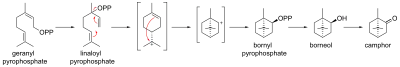 Biosynthesis of camphor from geranyl pyrophosphate