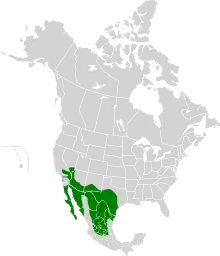 Range map of the cactus wren, with range shown in green over a map of the North America