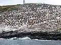 Cormorant colony on the shores of the Beagle Channel