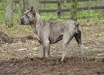 Blue-light brown brindle dog