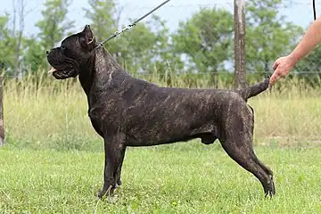 Black brindle