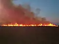 Sugar cane burns before harvesting for the Broadwater mill