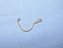 Adult worms of the dog roundworm ("Toxocara canis") live in the small intestine of dogs and other canids