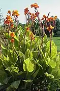 Canna - Canna x generalis 'Bengal Tiger'