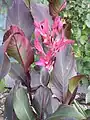 Canna 'Ferrandii'