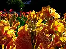 Canna 'Florence Vaughan', Crozy 1892