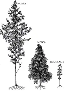 Relative size of cannabis types