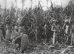 Black-and-white photograph of sugarcane standing in field