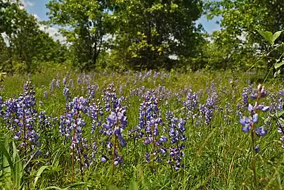 Wild lupine photographed at Canoe Landing Prairie