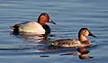 Canvasback (Aythya valisineria)