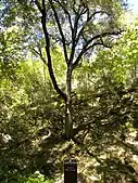 Canyon Live Oak tree in the park.  A variety of fauna forage on the tree's acorns and foliage.