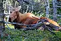 A moose resting in the park