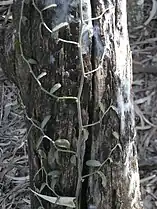 Juvenile vine form attached to host with hooks