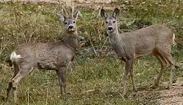 Roe deer (male and female)