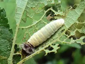 Larva